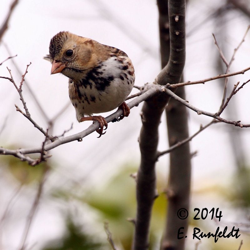 20Dec-CBC 176.jpg - Harris's Sparrow